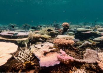 The Reefs Are Facing Their Most Severe Bleaching Yet