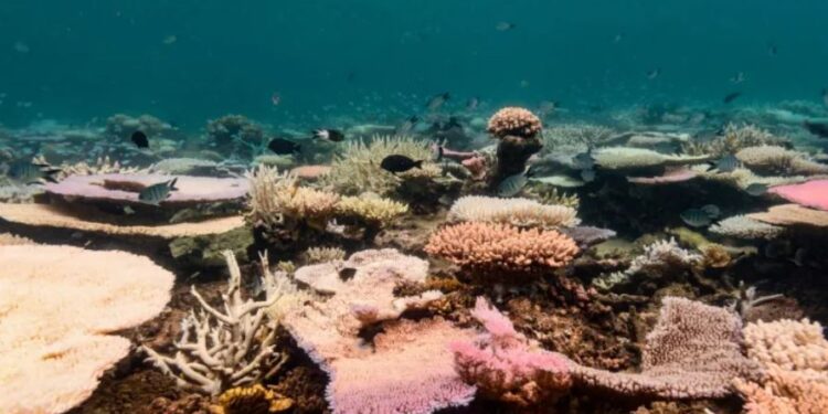 The Reefs Are Facing Their Most Severe Bleaching Yet