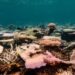 The Reefs Are Facing Their Most Severe Bleaching Yet