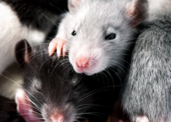 Discovering the Neuroscience of Play: Insights from Rats and Tips for Your Life