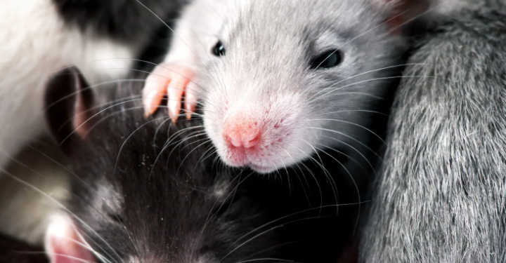 Discovering the Neuroscience of Play: Insights from Rats and Tips for Your Life