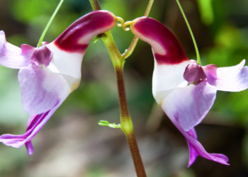 Finding Faces in Nature: A Collection of Plants That Look Like Animals