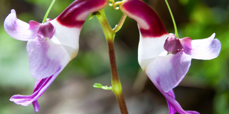 Finding Faces in Nature: A Collection of Plants That Look Like Animals