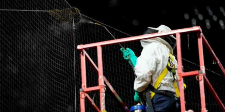 Bee Delay at MLB Game Leads to Heroic Beekeeper and Diamondbacks Victory