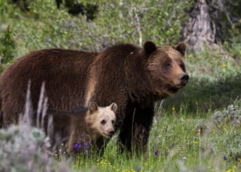 Wildlife Wins: Grizzlies Return and Wild Horses Stay in National Park Victories