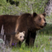 Wildlife Wins: Grizzlies Return and Wild Horses Stay in National Park Victories