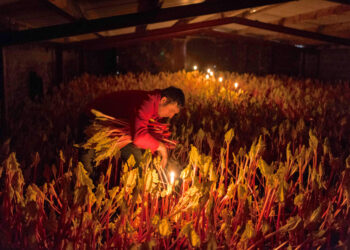 Rhubarb’s Pink Renaissance: Shedding Light on a Sweet Tradition