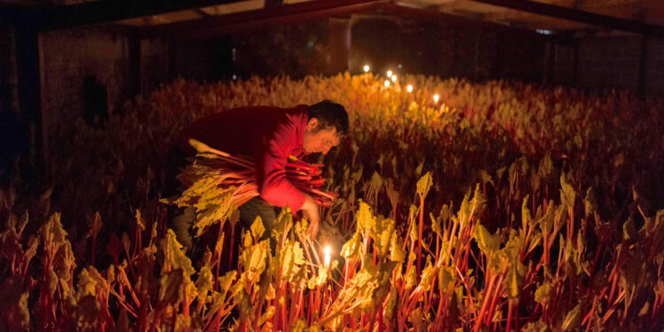 Rhubarb’s Pink Renaissance: Shedding Light on a Sweet Tradition