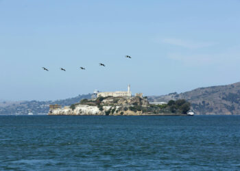 Peregrine Falcons’ Return to Alcatraz Marks Remarkable Conservation Triumph
