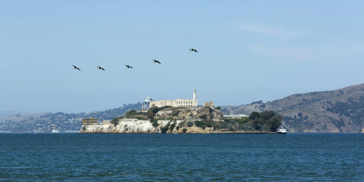Peregrine Falcons’ Return to Alcatraz Marks Remarkable Conservation Triumph