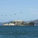 Peregrine Falcons’ Return to Alcatraz Marks Remarkable Conservation Triumph