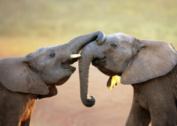 How Do Elephants Say Hello? Study Reveals Diverse Greeting Behaviors Among These Mammals