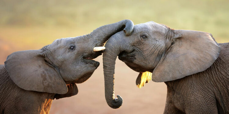 How Do Elephants Say Hello? Study Reveals Diverse Greeting Behaviors Among These Mammals