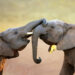 How Do Elephants Say Hello? Study Reveals Diverse Greeting Behaviors Among These Mammals