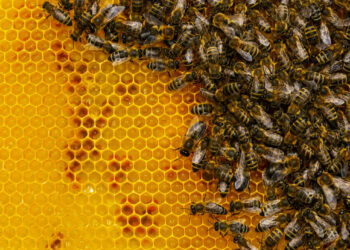 Have We Saved the Bees? Honeybee Population Shows Signs of Recovery