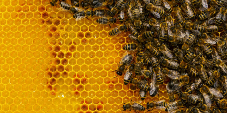 Have We Saved the Bees? Honeybee Population Shows Signs of Recovery