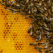 Have We Saved the Bees? Honeybee Population Shows Signs of Recovery