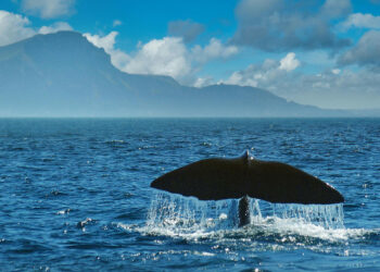Sperm Whales May Have Their Own Alphabet, Study Finds