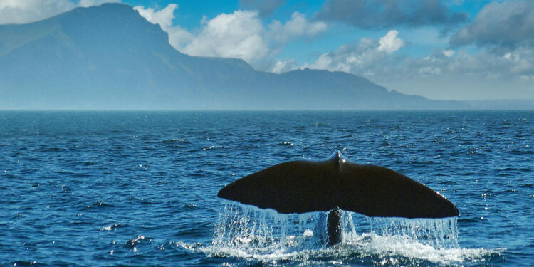 Sperm Whales May Have Their Own Alphabet, Study Finds