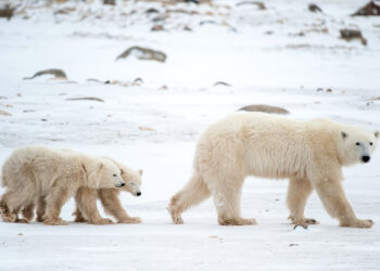 🐻❄️ New Hope for Polar Bears: Innovative Fur Tracking Tags!