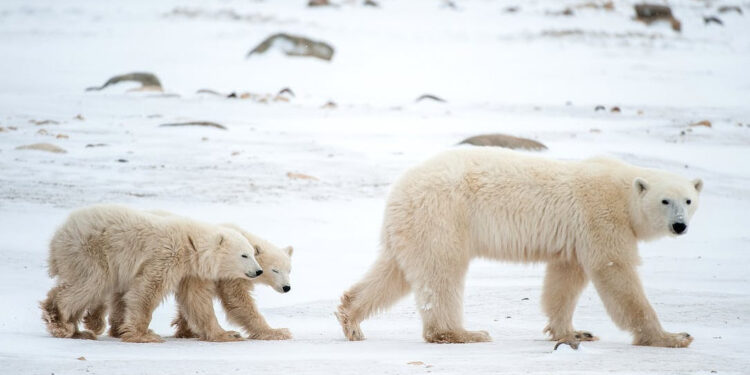 🐻❄️ New Hope for Polar Bears: Innovative Fur Tracking Tags!