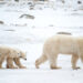 🐻❄️ New Hope for Polar Bears: Innovative Fur Tracking Tags!