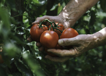 Scientists Used Gene Editing to Create the Goldilocks of Tomatoes