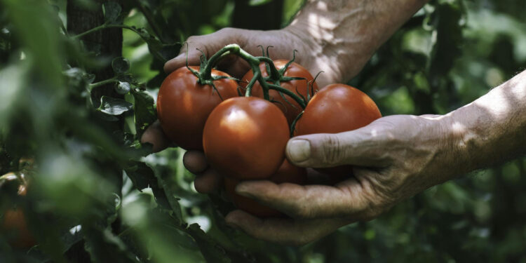 Scientists Used Gene Editing to Create the Goldilocks of Tomatoes