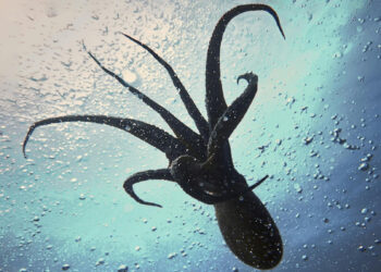 Inspired by Sea Creatures, Scientists Find a New Way to Deliver Drugs Without Needles