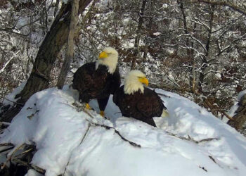 Live From Minnesota: Eagle Cameras Offer a Delightful Dose of Nature