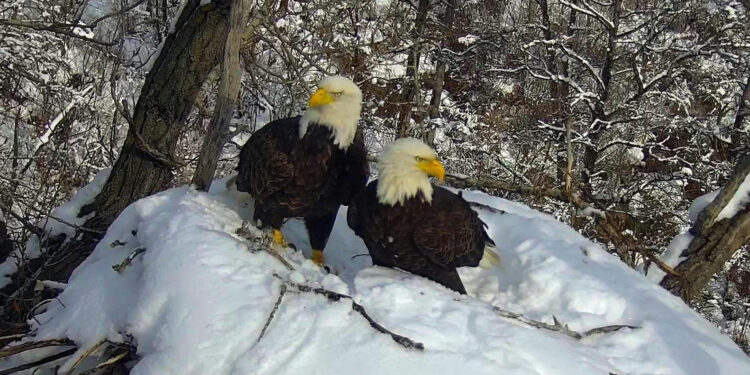 Live From Minnesota: Eagle Cameras Offer a Delightful Dose of Nature