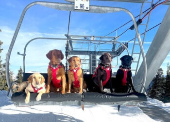 These (Adorable) Avalanche Dogs Are Trained to Save People Every Winter