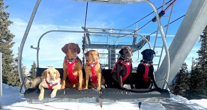 These (Adorable) Avalanche Dogs Are Trained to Save People Every Winter
