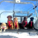 These (Adorable) Avalanche Dogs Are Trained to Save People Every Winter