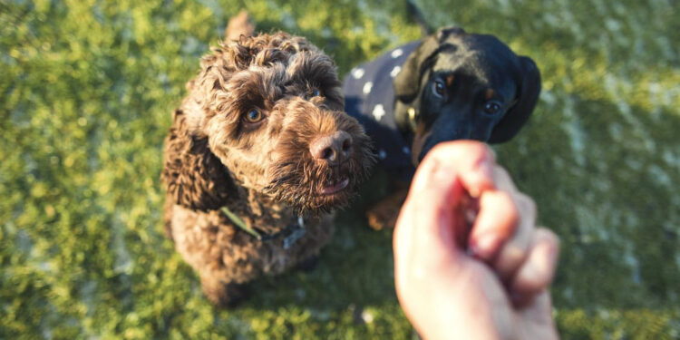 Research Confirms What Dog Owners Already Knew: Pups Have Always Been in It for the Treats
