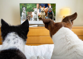 Do Dogs Really Watch TV? Science Says Yes—But They’re Picky Viewers!