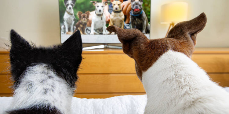 Do Dogs Really Watch TV? Science Says Yes—But They’re Picky Viewers!