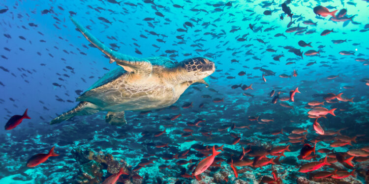 Ecuador’s Ocean Just Got Legal Rights—Yes, You Read That Right! 🌊