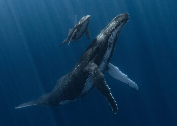 Image of Whale Calf With Mother Wins Underwater Photographer of the Year 2025