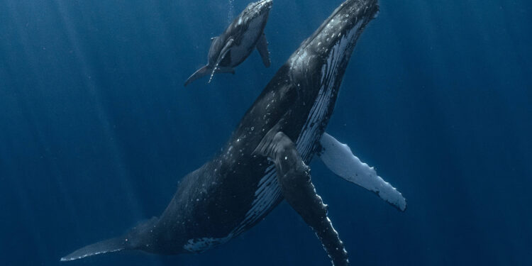 Image of Whale Calf With Mother Wins Underwater Photographer of the Year 2025