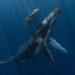 Image of Whale Calf With Mother Wins Underwater Photographer of the Year 2025