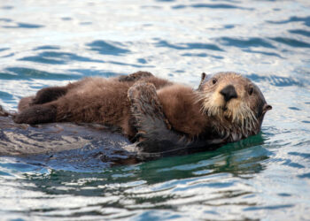 🐾 The Comeback of Oregon’s Cutest Guardians: Sea Otters Are Returning!