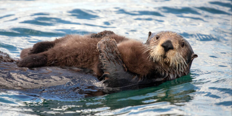 🐾 The Comeback of Oregon’s Cutest Guardians: Sea Otters Are Returning!