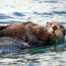 🐾 The Comeback of Oregon’s Cutest Guardians: Sea Otters Are Returning!