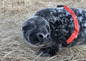 Scientists Create “Seal Pup Fitbits” to Monitor the Baby Animals’ Health