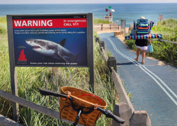 Shark Attacks Declined Last Year — By a Lot