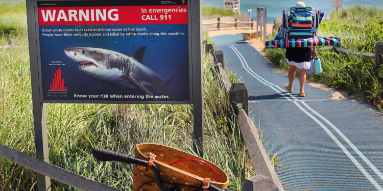 Shark Attacks Declined Last Year — By a Lot