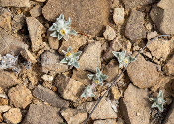 Say Hello to the “Wooly Devil,” the New Sunflower on the Block