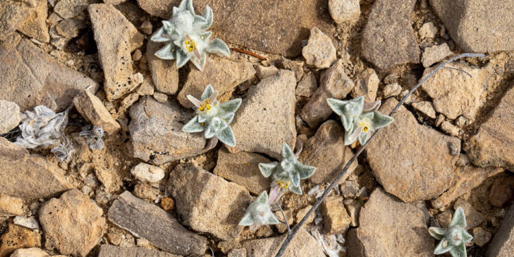 Say Hello to the “Wooly Devil,” the New Sunflower on the Block
