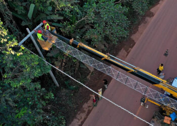 How Do You Save Endangered Monkeys? Build Them a Bridge, Brazilian Biologist Says